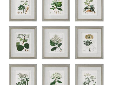 Antique Botanicals Framed Prints, S 9 For Cheap